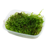 003 POR Java Moss Taxiphyllum barbieri